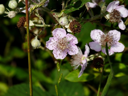 {Rubus bifrons}